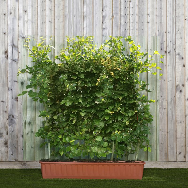 Early Spring Offer on Deciduous Instant Hedge Fagus sylvatica (Green Beech) in Trough (100 cm x 90 -110 cm high x 20 cm)